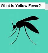 Yellow Fever Arti Dalam Bahasa Indonesia